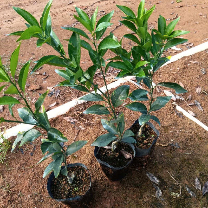 基地香橙沃柑，积壳沃柑质量纯度保证