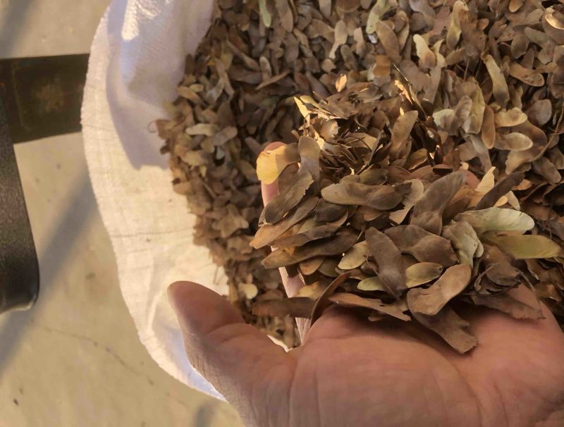 五角枫，元宝枫，今年的新货。保证出芽率高。