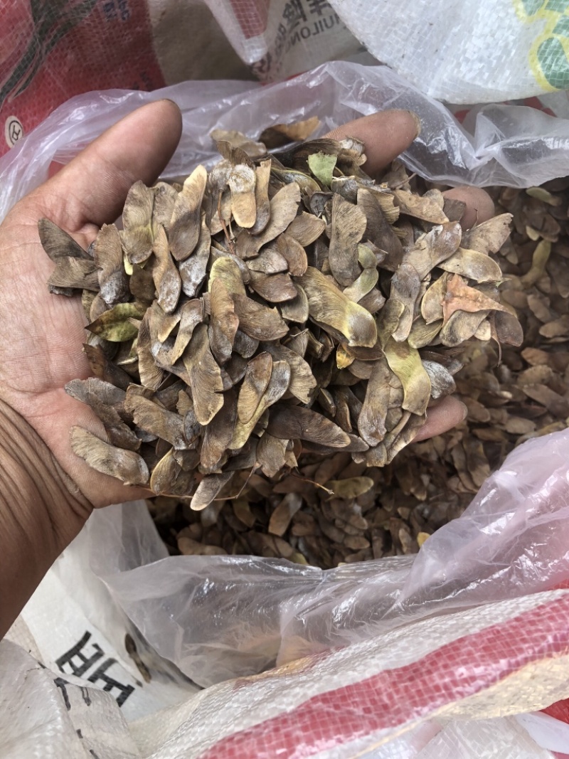 五角枫，元宝枫，今年的新货。保证出芽率高。