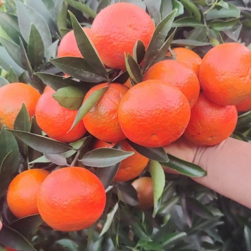 金秋砂糖，东方红，青香橘，金秋砂糖橘对接各大电商采购商