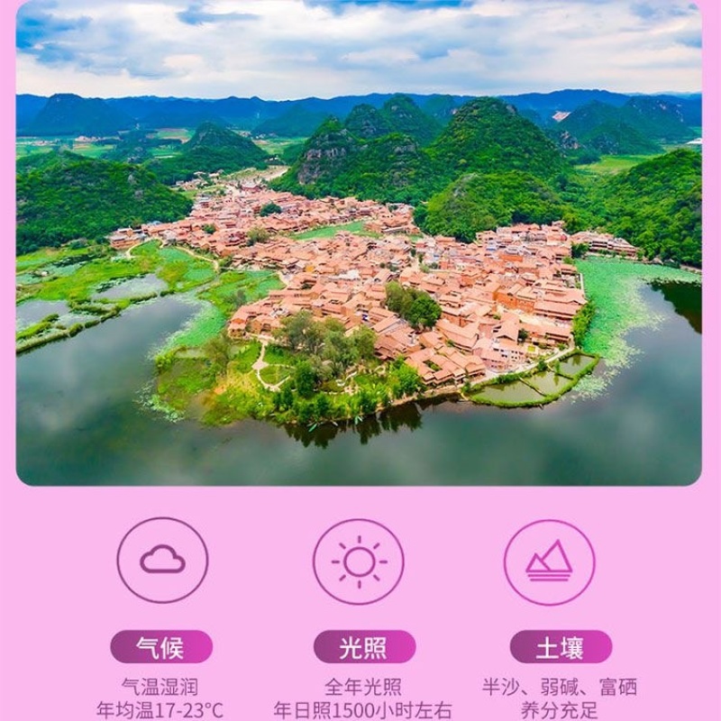 正宗紫山药粉免煮饱腹代餐粉营养早餐冲泡山药粉