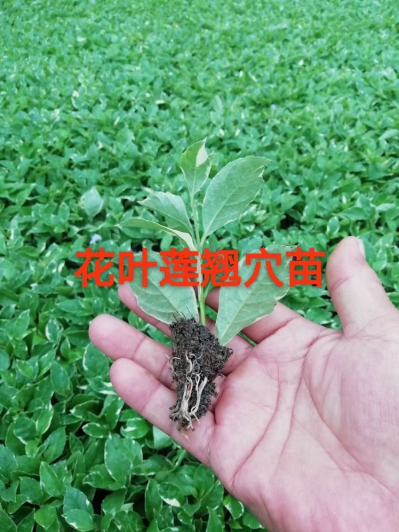 辣椒苗种植土