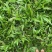 大叶油草物美廉价看上的老总欢迎来电