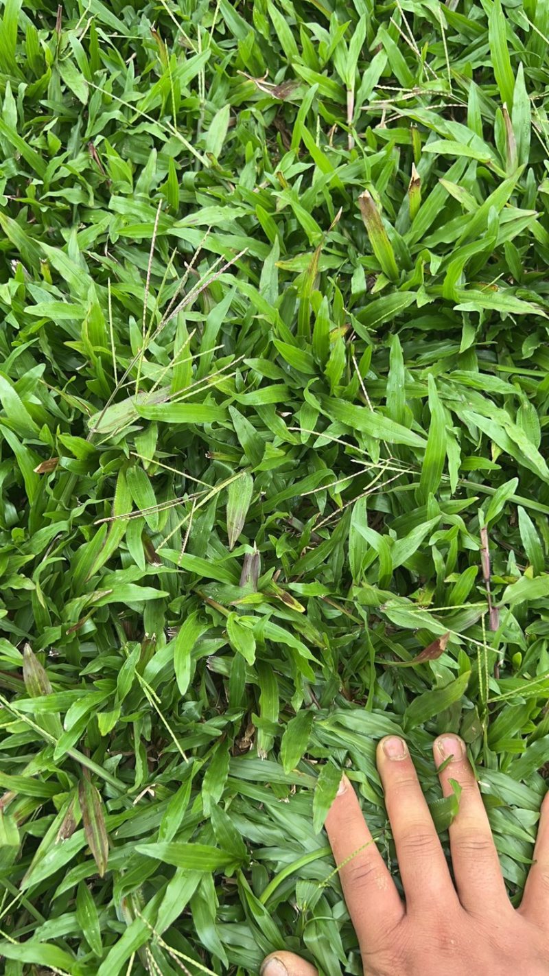 大叶油草物美廉价看上的老总欢迎来电