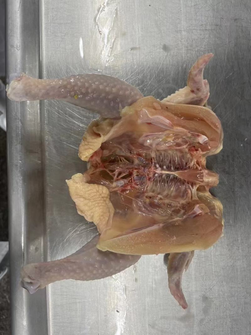 西装鸡