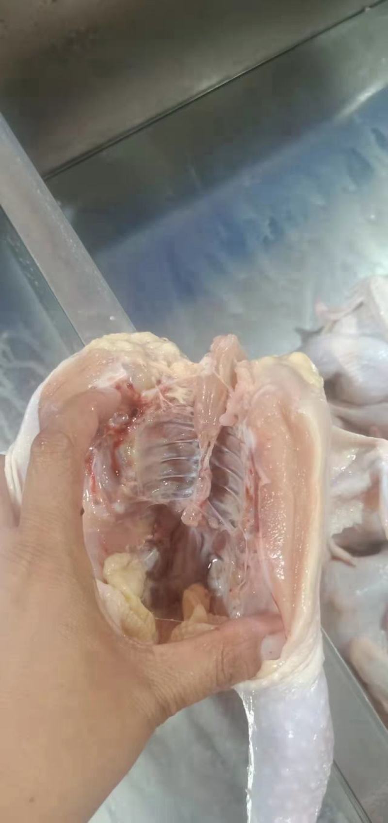 西装鸡