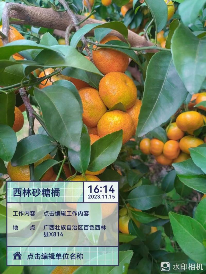 老沙来了