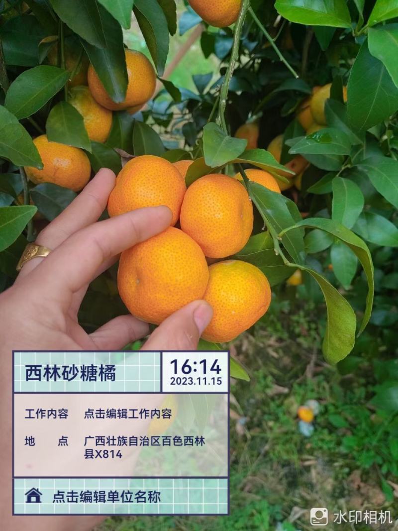 老沙来了