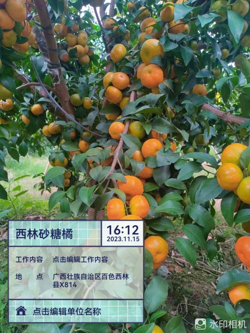 老沙来了