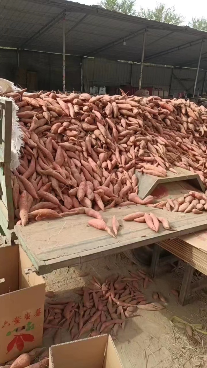 河南开封沙地西瓜红品质保证诚信经营欢迎联系接商超市场电商