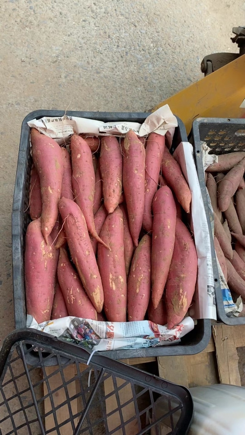 河南开封沙地西瓜红品质保证诚信经营欢迎联系接商超市场电商