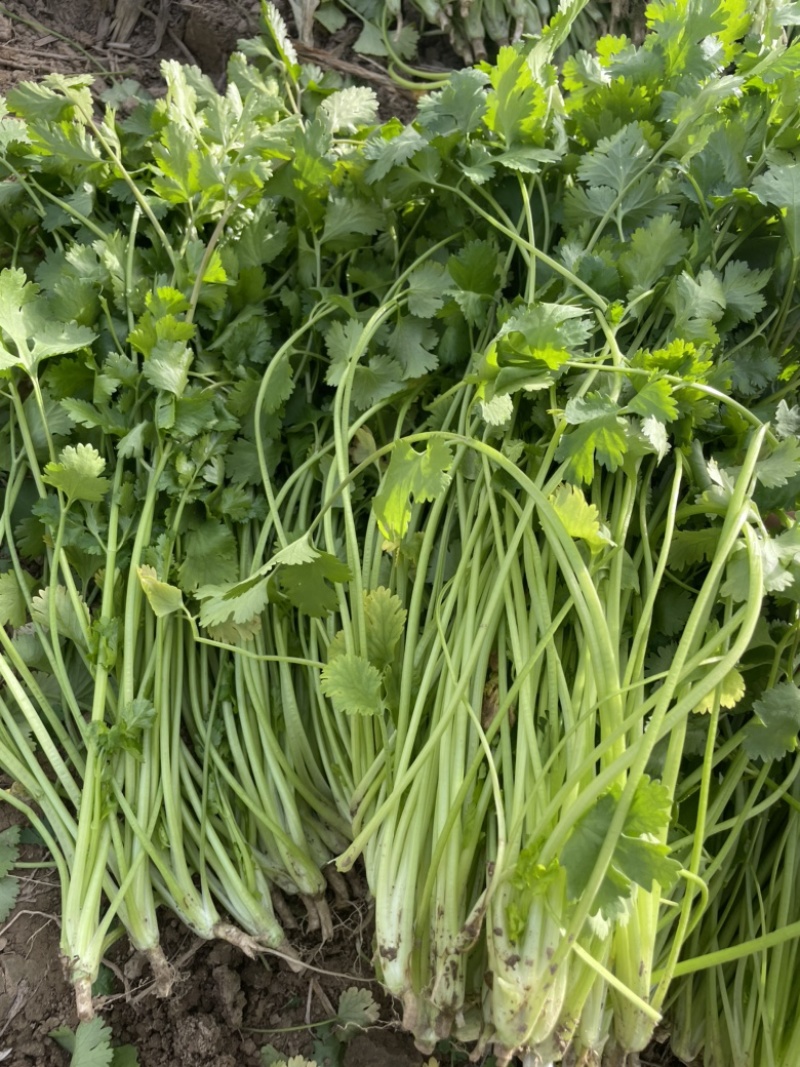 河南商丘芫荽/香菜大量现货