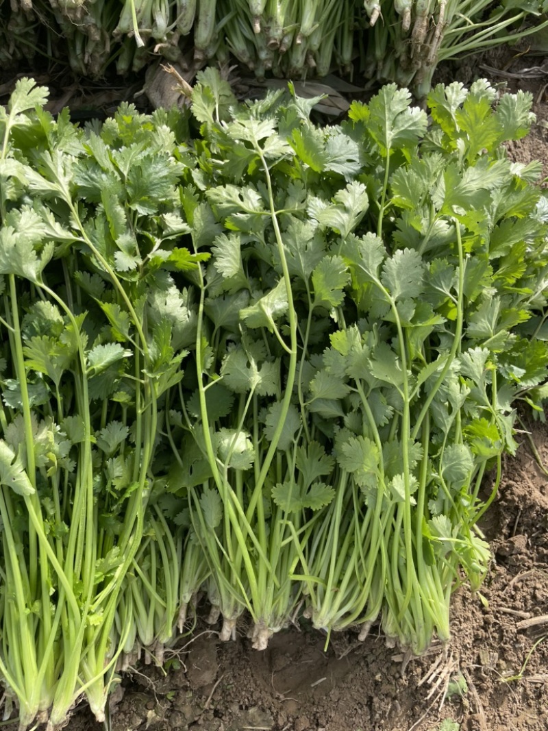 河南商丘芫荽/香菜大量现货