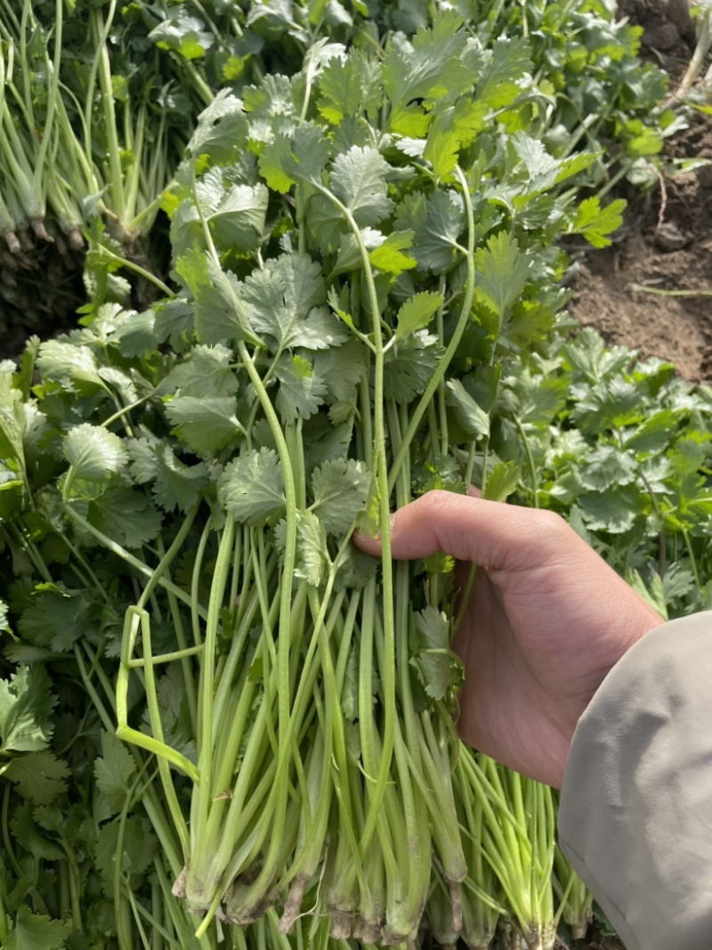 河南商丘芫荽/香菜大量现货