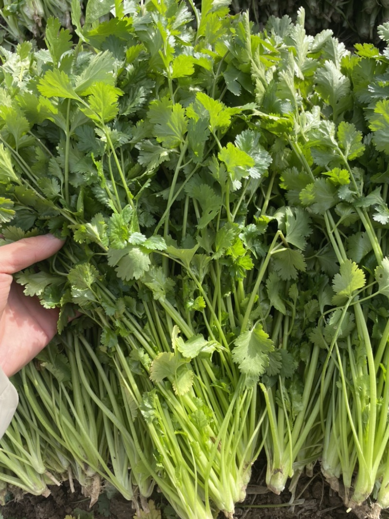 河南商丘芫荽/香菜大量现货
