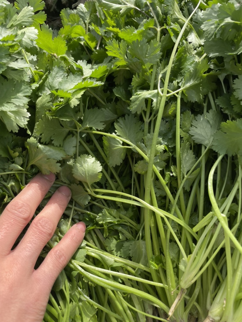 河南商丘芫荽/香菜大量现货