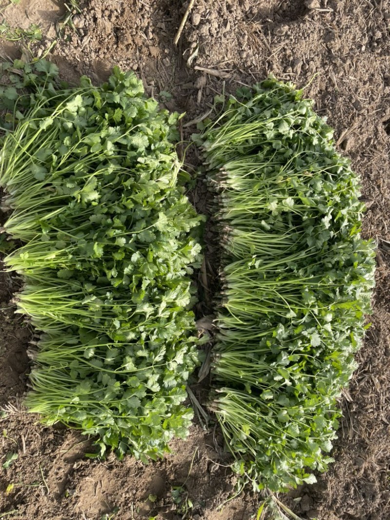 河南商丘芫荽/香菜大量现货