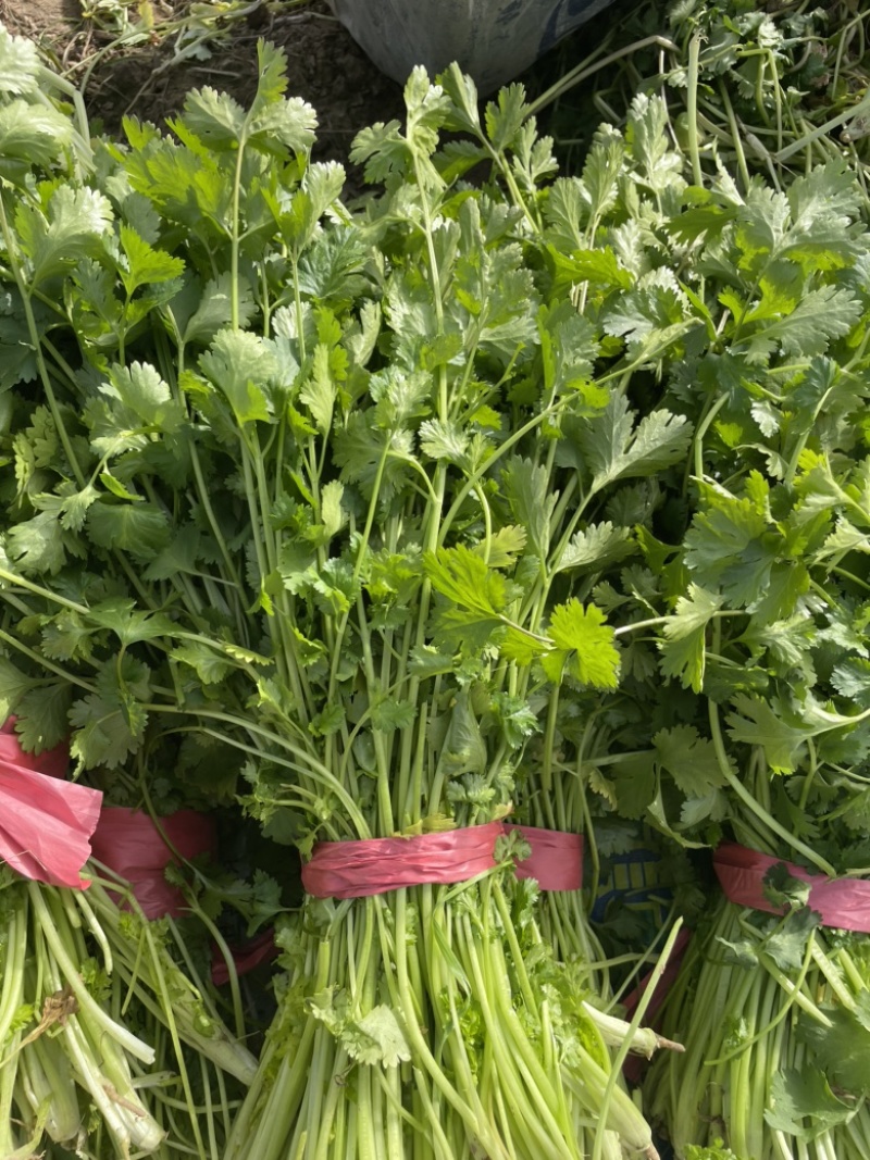 河南商丘芫荽/香菜大量现货