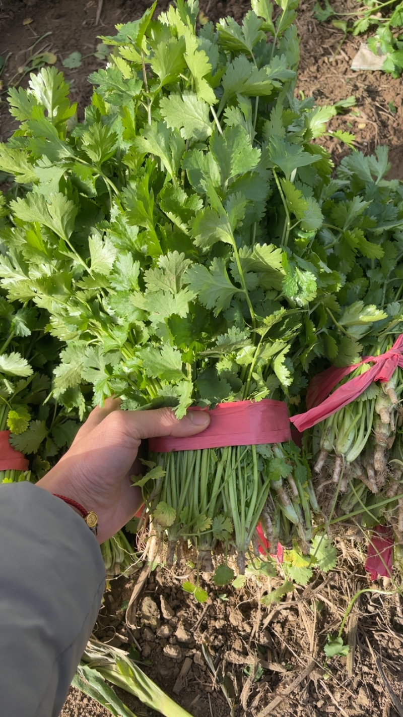 河南商丘芫荽/香菜大量现货