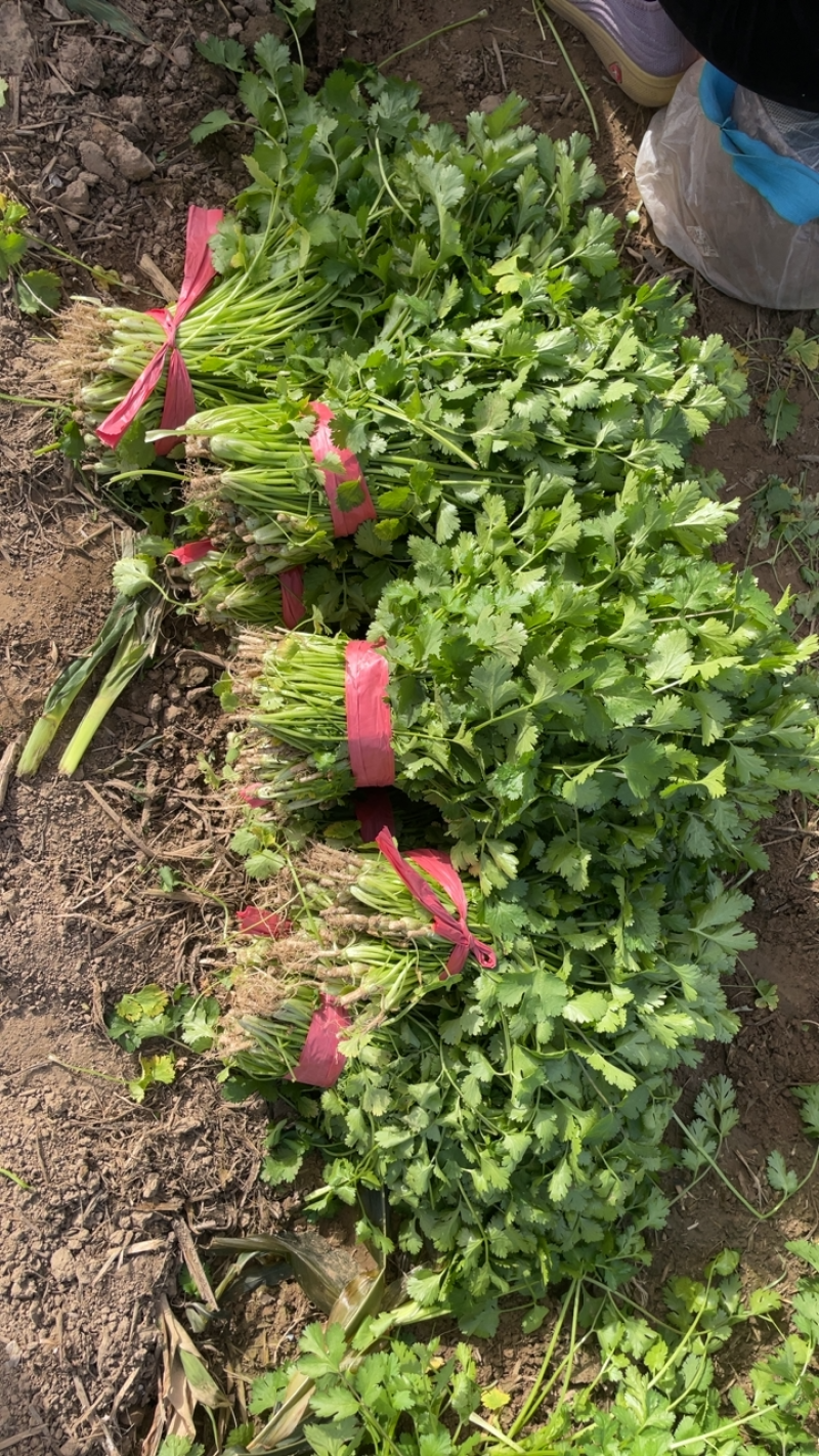 河南商丘芫荽/香菜大量现货