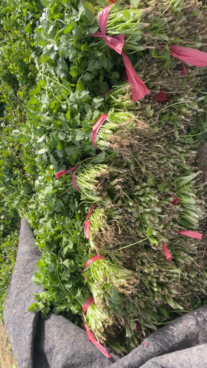 河南商丘芫荽/香菜大量现货