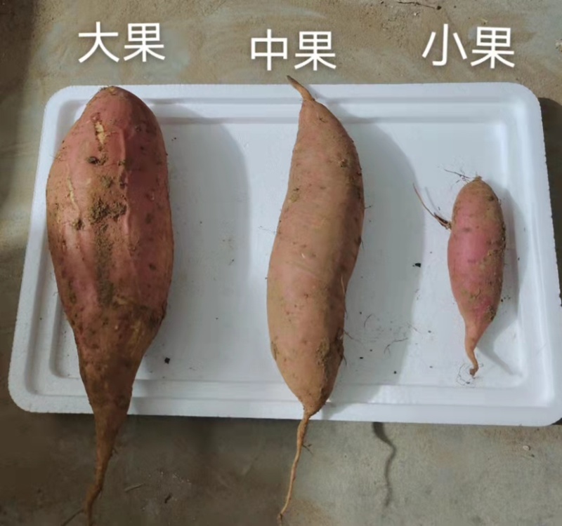 烟薯25，西瓜红地瓜接团购，一件代发，量大来谈