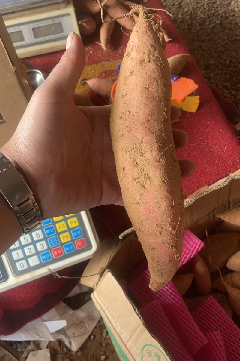 烟薯25，西瓜红地瓜接团购，一件代发，量大来谈