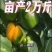 高收益红彩椒苗子种子山东潍坊寿光保护地种植大果肉厚果型方