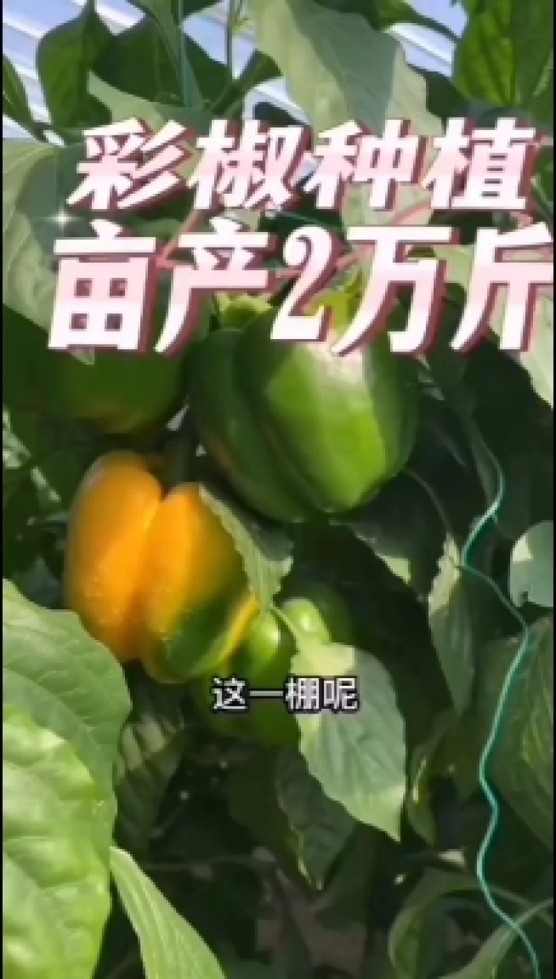 高收益红彩椒苗子种子山东潍坊寿光保护地种植大果肉厚果型方