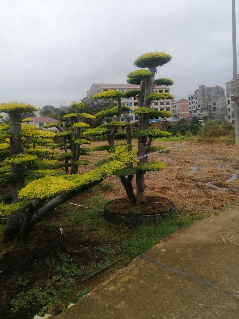 造型黄金女贞盘景