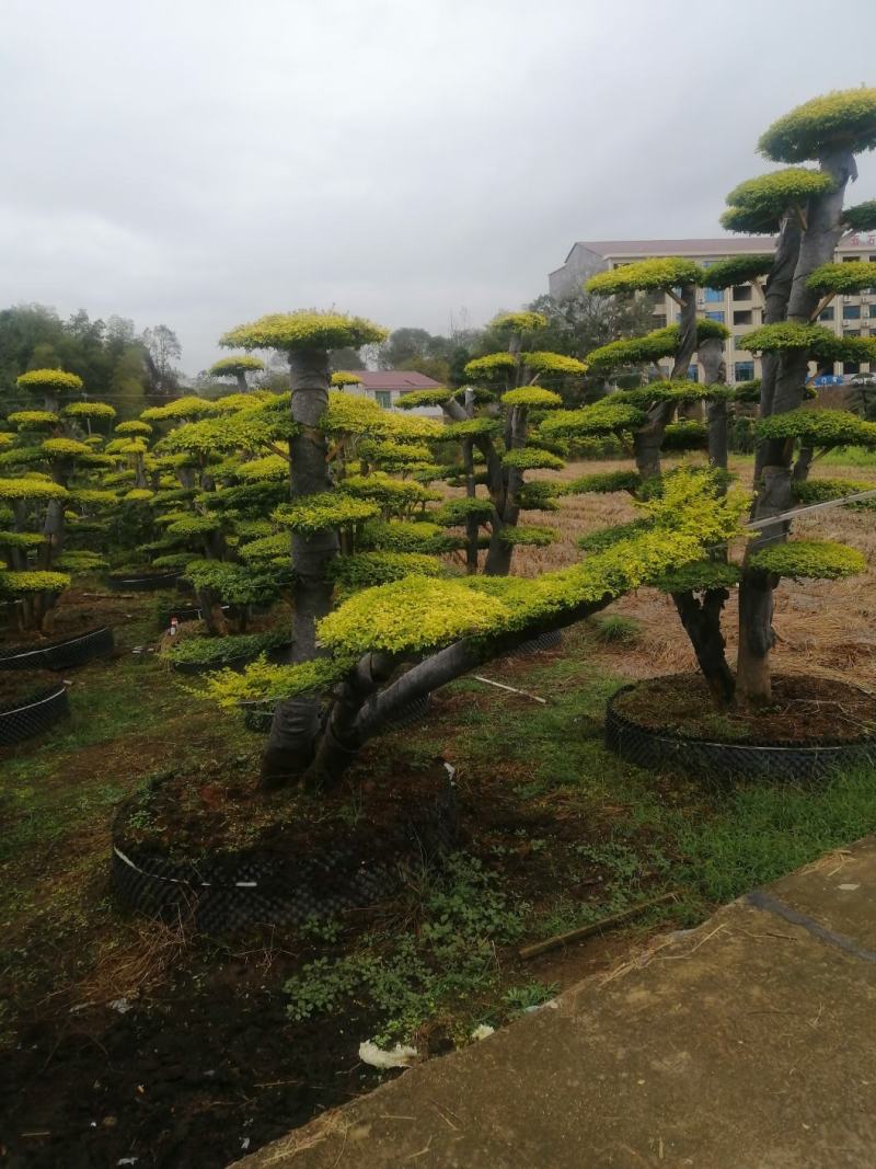造型黄金女贞盘景