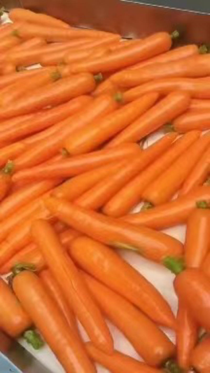 【精选】河南开封三红红萝卜-产地直发-量大从优-价格优惠