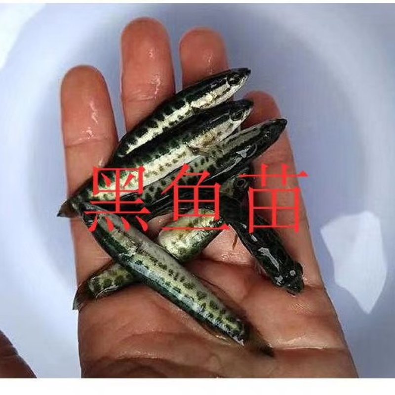 黑鱼，各种规格黑鱼，品种齐全，量大可以免费送货。