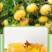 南方刺梨汁·天然植物VCVPSOD当季头茬熟果鲜榨