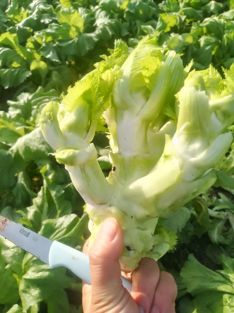 潼南儿菜！！基地货