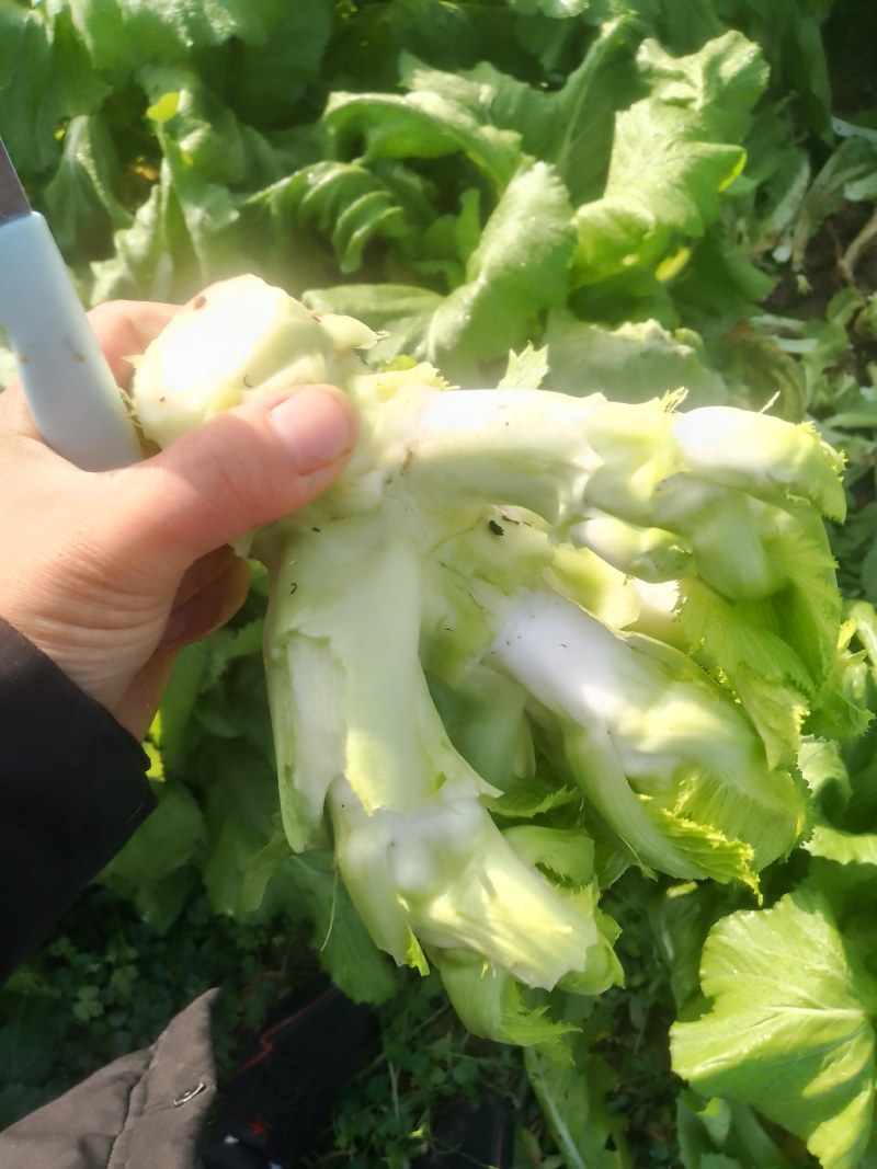 潼南儿菜！！基地货
