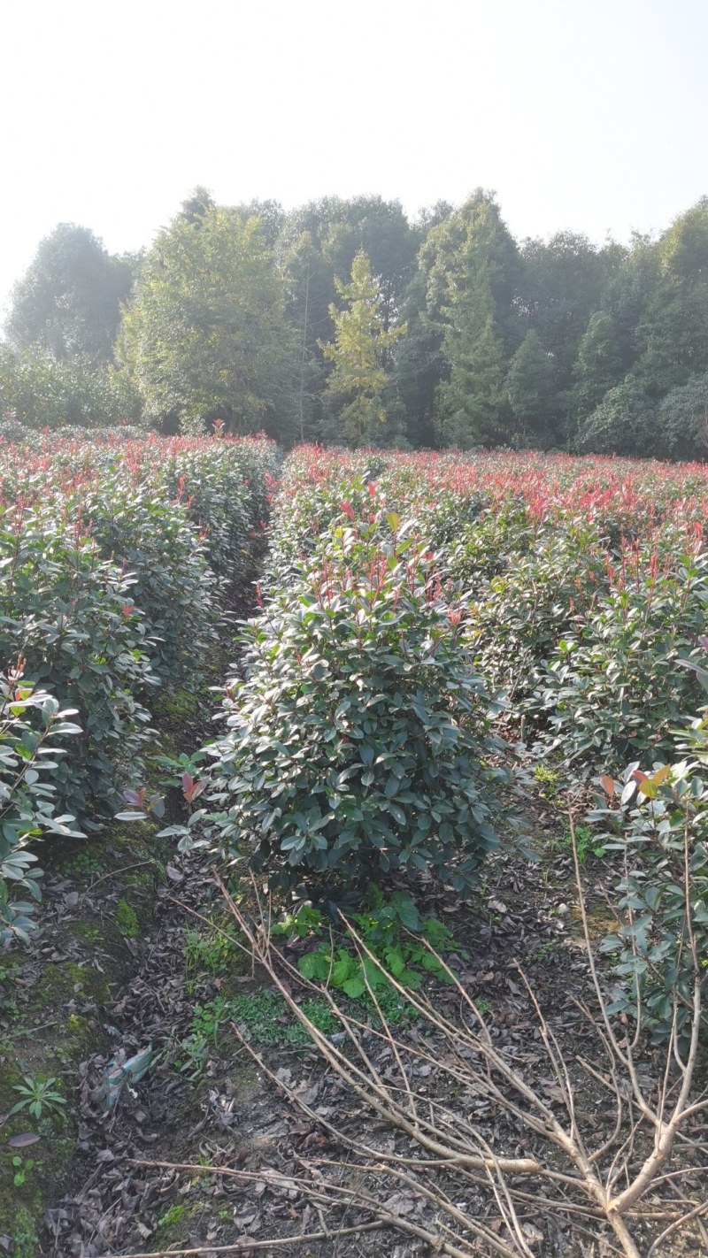 红叶石楠球基地直销80-1.8冠幅