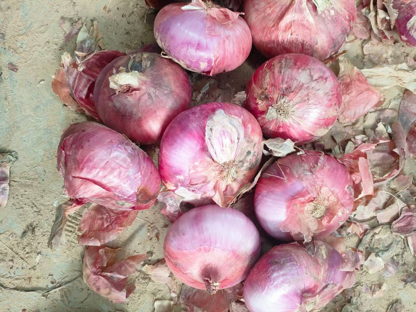 聊城二红洋葱切面特写图,展示果肉细腻、层次分明的内部结构 聊城二红洋葱切面特写图