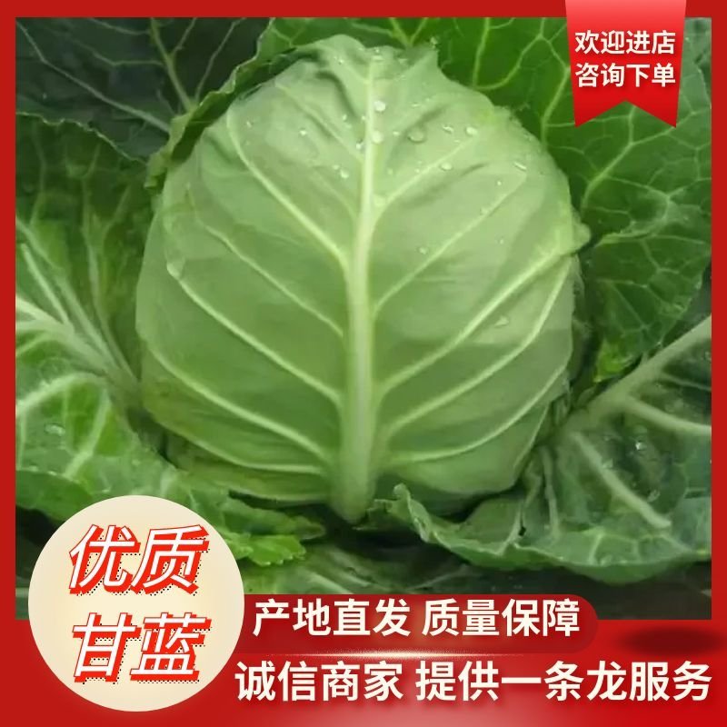 黄心松软型绿甘蓝种子全国各地物流快递包邮到家
