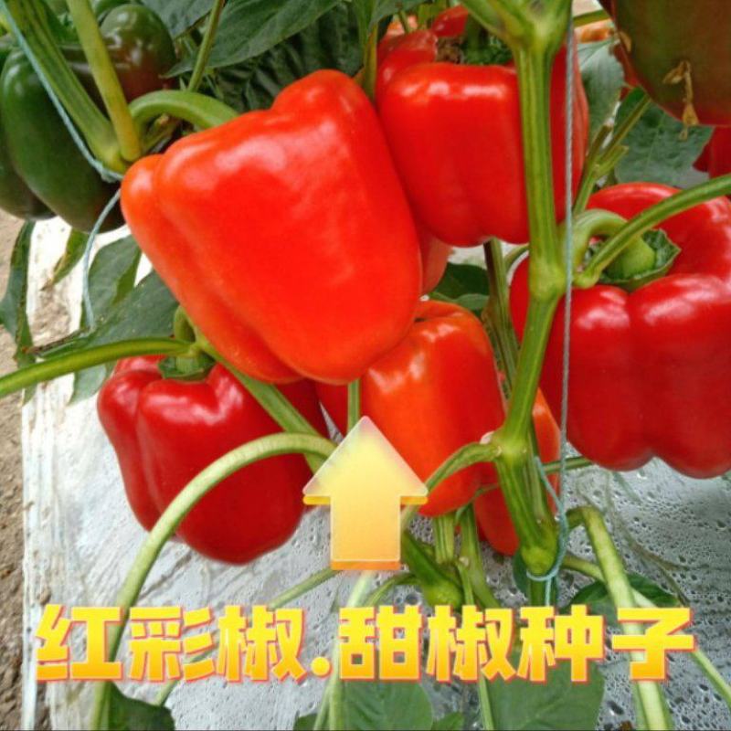山东潍坊寿光高收益红彩椒苗子黄彩椒苗菜椒苗方椒苗等均有