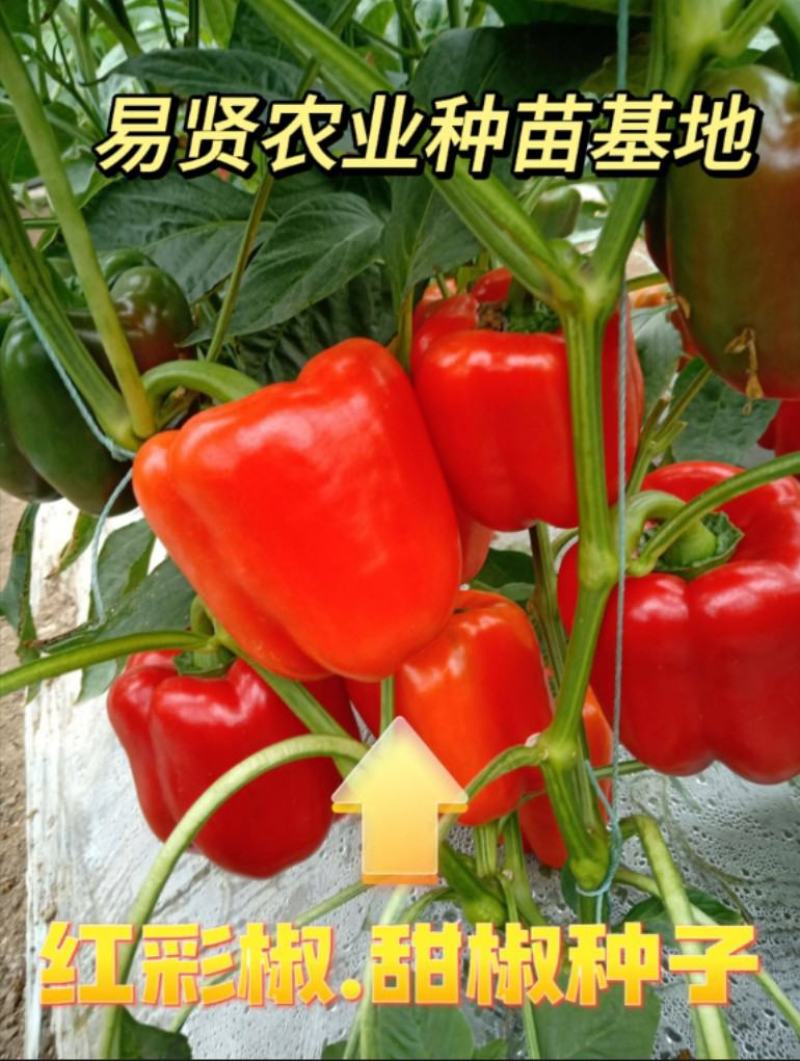 山东潍坊寿光高收益红彩椒苗子黄彩椒苗菜椒苗方椒苗等均有