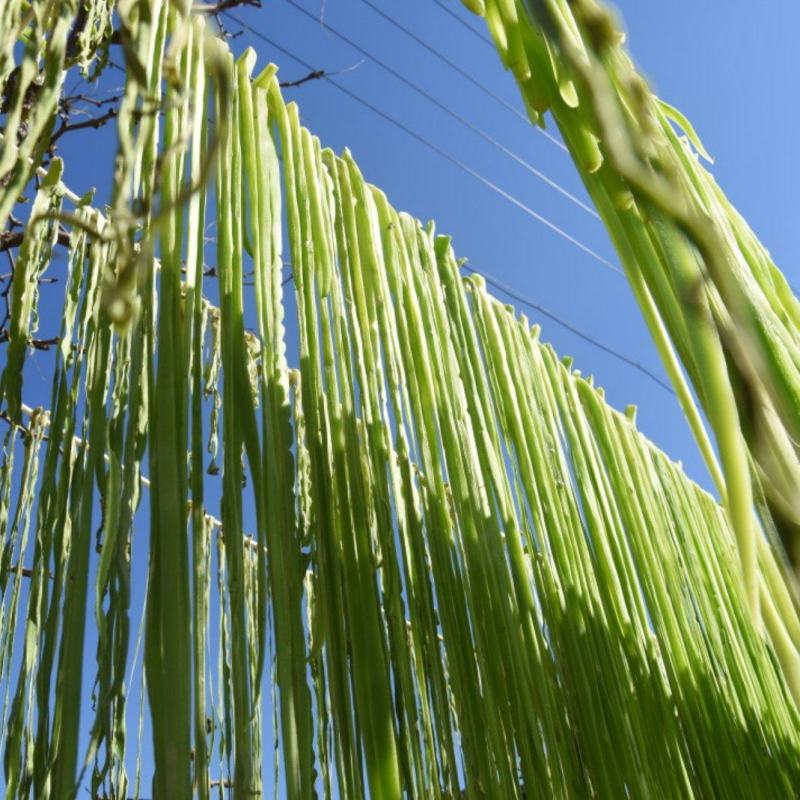云南贡菜干货，货源充足，大量上市，一件代发