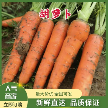 【精选】河南开封三红红萝卜-产地直发-量大从优-价格优惠