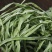 云南贡菜干货，货源充足，大量上市，一件代发