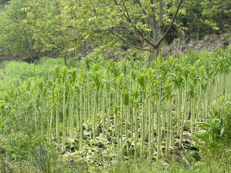 云南贡菜干货，断裂，毛料，货源充足，支持一件代发