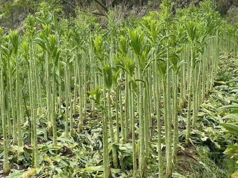 云南贡菜干货，断裂，毛料，货源充足，支持一件代发
