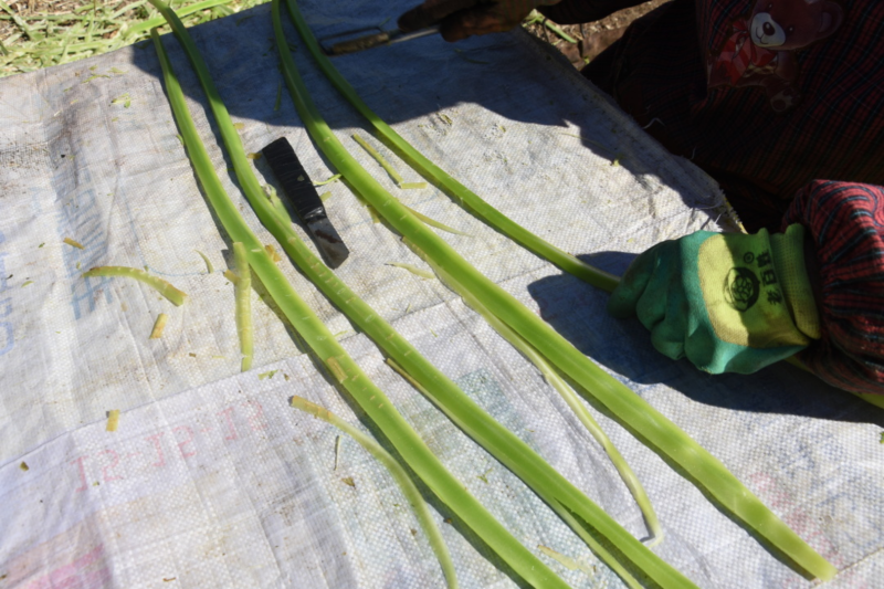 云南贡菜干货，断裂，毛料，货源充足，支持一件代发