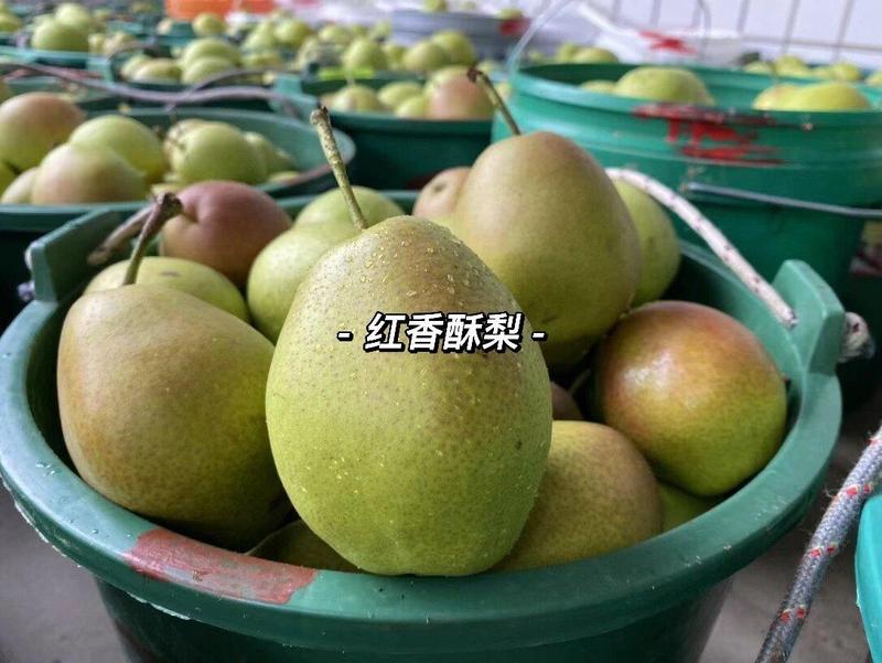 陕西渭南市红香酥梨大量上市，可供应市场电商商超