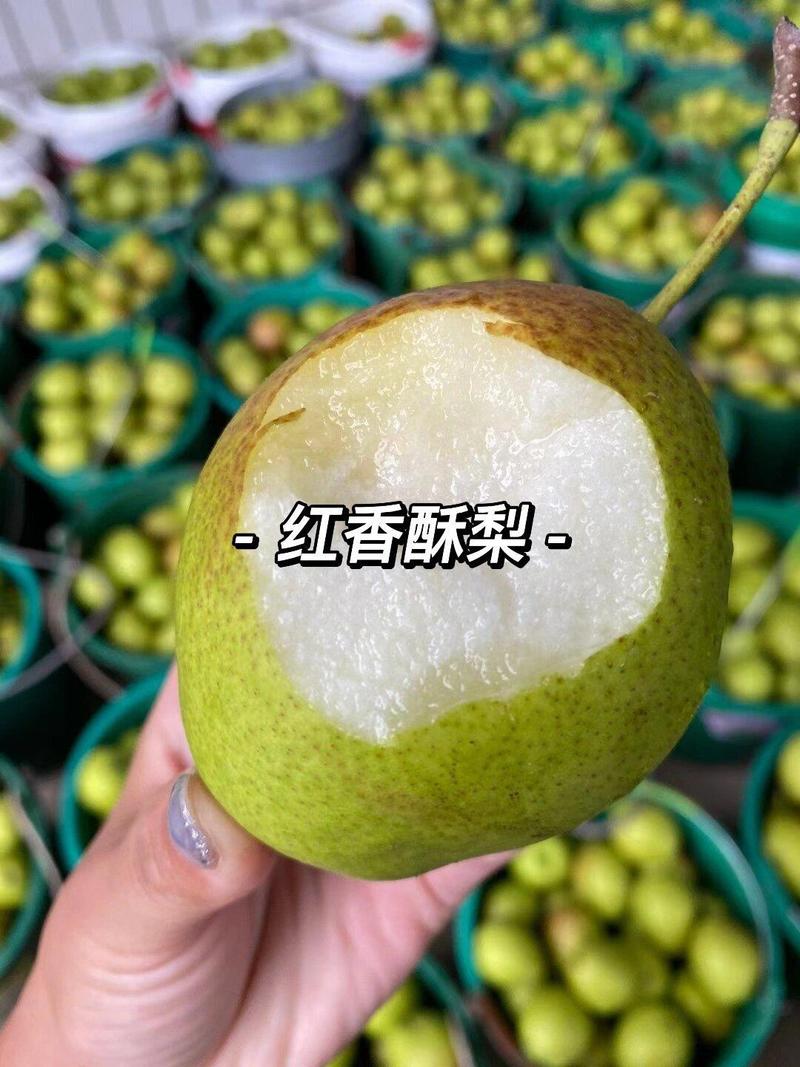 陕西渭南市红香酥梨大量上市，可供应市场电商商超