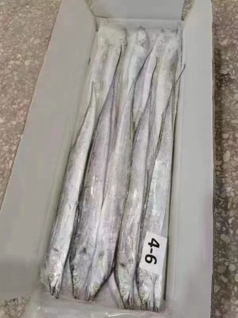 精品4-6超白舟山带鱼产地直发欢迎老板合作共赢